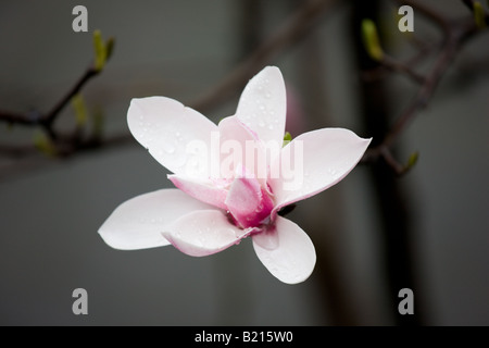 Magnolie blüht das Emblem von Shanghai in blühen in Chongqing, China Stockfoto