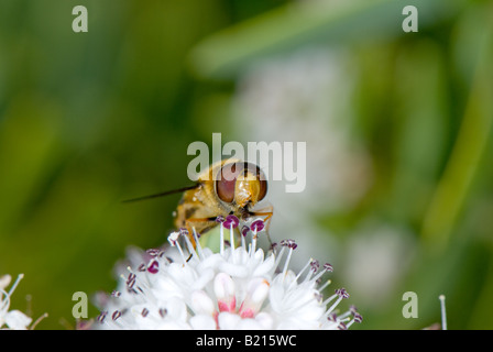 Nahaufnahme von einem typischen Erwachsenen-Schwebfliege (Syrphus) Fütterung aus Nektar und pollen Stockfoto