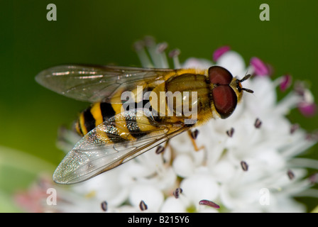 Nahaufnahme von einem typischen Erwachsenen-Schwebfliege (Syrphus) Fütterung aus Nektar und pollen Stockfoto