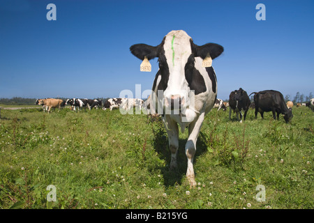 Holstein Kühe wird neugierig, Bio "Eco" Molkerei. Stockfoto