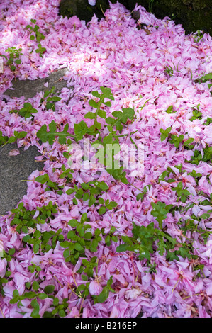 Rosa Kirschblüten Blütenblätter auf der Straße von einem Baum gefallen Ealing London W5 Vereinigtes Königreich Stockfoto