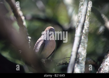 USA-OREGON-Porträt von einer Trauer Taube Zenaida macroura Stockfoto