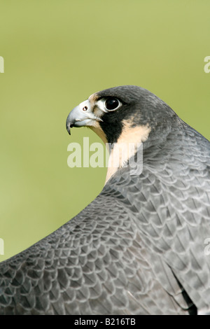 Wanderfalke gefangen vertikal Stockfoto