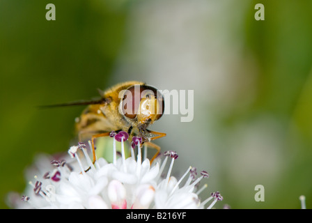 Nahaufnahme von einem typischen Erwachsenen-Schwebfliege (Syrphus) Fütterung aus Nektar und pollen Stockfoto