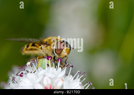 Nahaufnahme von einem typischen Erwachsenen-Schwebfliege (Syrphus) Fütterung aus Nektar und pollen Stockfoto