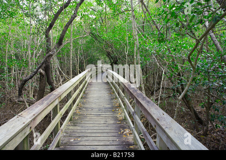 Gehweg durch dichten Wald im Everglades-Nationalpark, Florida, USA Stockfoto