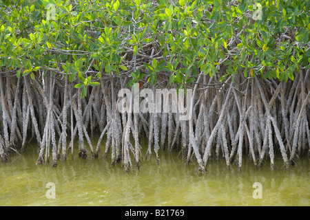 Mangroven wachsen im flachen Wasser in die Everglades in Florida Stockfoto