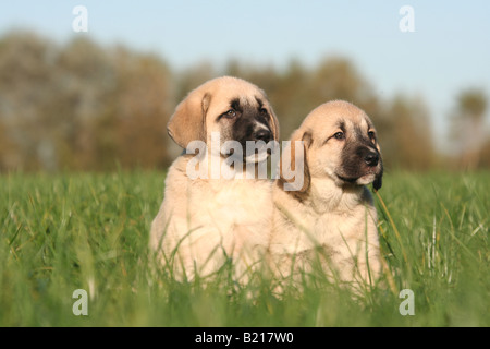 Hund Çoban Köpeği Berger d'Anatolie Kangal Hund Tier Haustier Hund Welpen 2 zwei Säugetier Rasse Coban Kopegi Anatolian Shepherd dog Stockfoto
