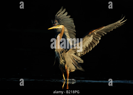 Great Blue Heron landing in Lagune Victoria British Columbia Kanada Stockfoto