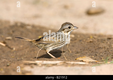 Lincolns Sparrow Melospiza Lincolnii McAllen Texas USA 28 März Erwachsene Emberizidae Stockfoto