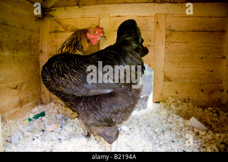 Ein Black Rock Hybrid Huhn auf Holzspänen Bettwäsche in einem traditionellen Holzhaus der Henne in Suffolk England Stockfoto