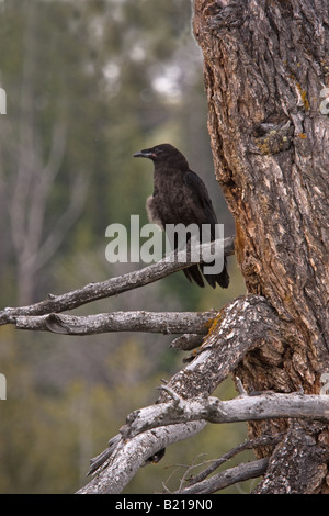 Vom Wind verwehten Rabe (Corvus Corax) thront auf einem Ast in einem toten Baum Stockfoto