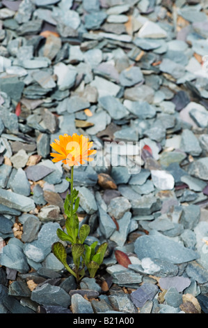 Calendula Officinalis wächst unter den walisischen Schiefer Stockfoto