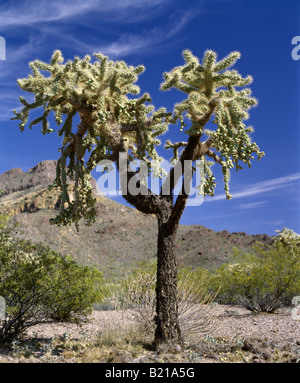 CHAIN FRUIT CHOLLA OPUNTIA FULGIDA ARIZONA Stockfoto