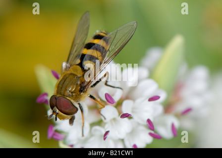 Nahaufnahme von einem typischen Erwachsenen-Schwebfliege (Syrphus) Fütterung aus Nektar und pollen Stockfoto