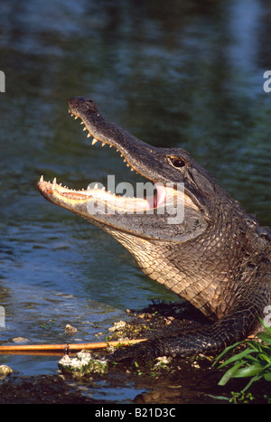 Amerikanischer Alligator (Alligator Mississippiensis) liegen in der Abendsonne mit Mund öffnen Stockfoto