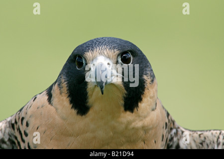 Wanderfalken in Gefangenschaft Stockfoto