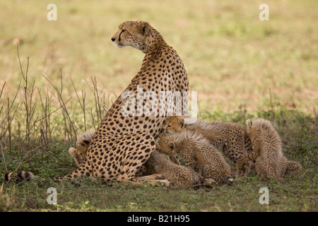 Geparden Mutter saugt ihr sechs jungen Acinonyx Jubatus Ndutu Serengeti Tansania Stockfoto