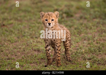 Gepard Cub Acinonyx Jubatus Ndutu Serengeti Tansania Stockfoto