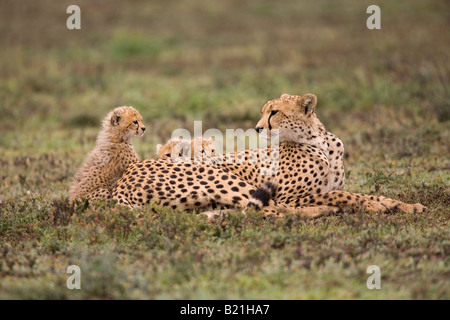 Weibliche Geparden und jungen Acinonyx Jubatus Ndutu Tansania Stockfoto