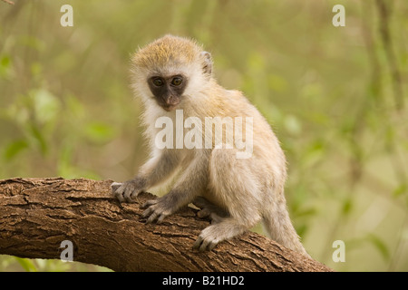 Vervet Affen Baby führen Aethiops Manyara Nationalpark Tansania Stockfoto