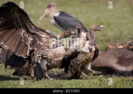 Weiße Geier Pseudogyps Africanus und Ruppell s Griffon Geier abgeschottet Ruppellii auf Toten Gnus Ndutu Tansania gesichert Stockfoto