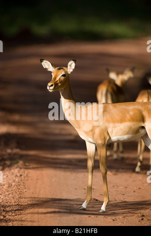 Weibliche Impala Aepyceros Melampus Lake Manyara Nationalpark Tansania Stockfoto