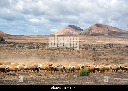 Schafherde in der Vulkanlandschaft auf Lanzarote Stockfoto