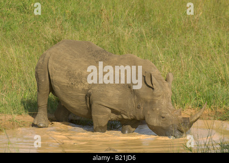 Weißes Nashorn Ceratotherium Simum zweitgrößte Land Säugetier afrikanische Säugetier Pflanze Essen Pflanzenfresser Grazer Platz große Lippen Stockfoto