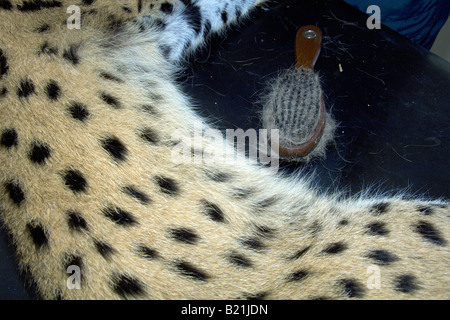 Simbabwes Tierärzte arbeiten nach einer afrikanischen Serval Katze Leptailurus Serval, dessen Bein von einem vorbeifahrenden Fahrzeug in Harare gebrochen hatte. Stockfoto