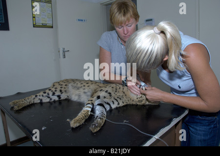 Simbabwes Tierärzte arbeiten nach einer afrikanischen Serval Katze Leptailurus Serval, dessen Bein von einem vorbeifahrenden Fahrzeug in Harare gebrochen hatte. Stockfoto