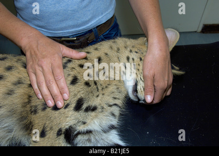 Simbabwes Tierärzte arbeiten nach einer afrikanischen Serval Katze Leptailurus Serval, dessen Bein von einem vorbeifahrenden Fahrzeug in Harare gebrochen hatte. Stockfoto