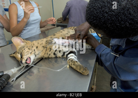 Simbabwes Tierärzte arbeiten nach einer afrikanischen Serval Katze Leptailurus Serval, dessen Bein von einem vorbeifahrenden Fahrzeug in Harare gebrochen hatte. Stockfoto