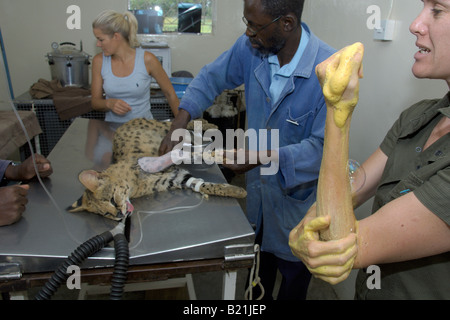 Simbabwes Tierärzte arbeiten nach einer afrikanischen Serval Katze Leptailurus Serval, dessen Bein von einem vorbeifahrenden Fahrzeug in Harare gebrochen hatte. Stockfoto