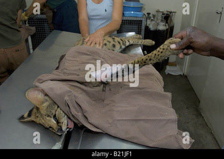 Simbabwes Tierärzte arbeiten nach einer afrikanischen Serval Katze Leptailurus Serval, dessen Bein von einem vorbeifahrenden Fahrzeug in Harare gebrochen hatte. Stockfoto