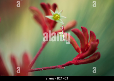 Anigozanthos "Big Red".  Red Kangaroo Paw Blume im walisischen nationaler Botanischer Garten, Llanarthne, Carmarthenshire, Wales Stockfoto