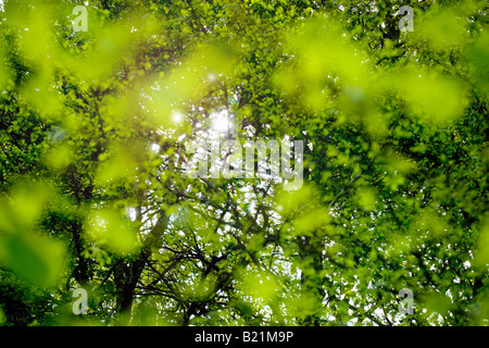 Sommer-Blätter und Laub erschossen Wald auf den britischen Inseln. Stockfoto