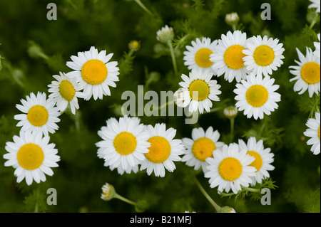 Anthemis Nobilis. Römische Kamillenblüten Stockfoto