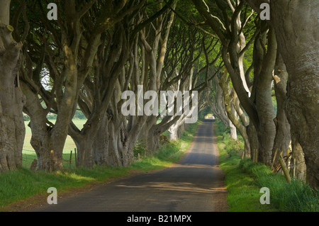 Von Bäumen gesäumten Straße, bekannt als die dunklen Hecken in der Nähe von Stanocum County Antrim Nordirland GB UK EU Europa Stockfoto