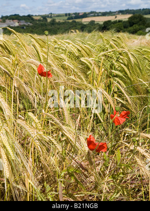 Hautnah auf einem Feld von Mais und rote Mohnblumen, Chesterfield Derbyshire UK Stockfoto