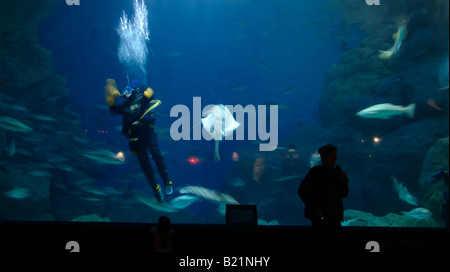 Taucher im Tank bei National Marine Aquarium in Plymouth Devon UK Stockfoto