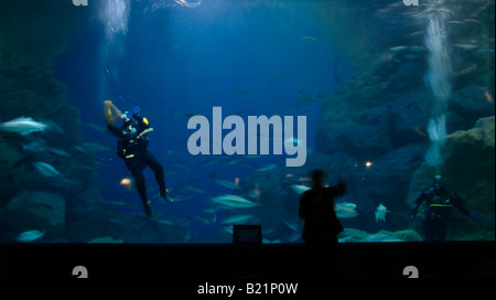 Taucher im Tank bei National Marine Aquarium in Plymouth Devon UK Stockfoto