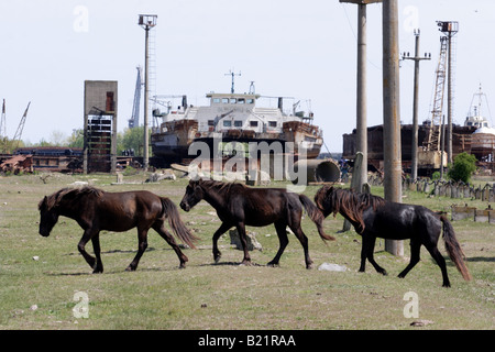 Pferde in der alten Werft in Sulina, Rumänien. Sulina ist eine kleine Stadt mit Hafen und Werft in der Mündung des Donauufer Delta. Stockfoto