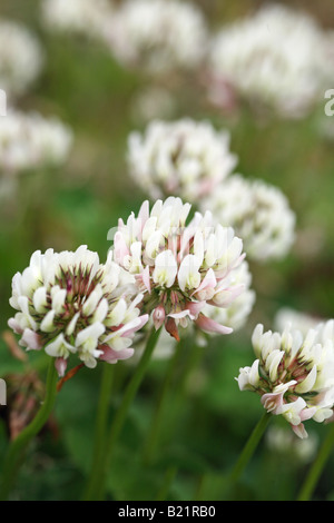 Nahaufnahme eines weißen Klees (Trifolium) oder einer Trefoil-Blume, England, Großbritannien Stockfoto