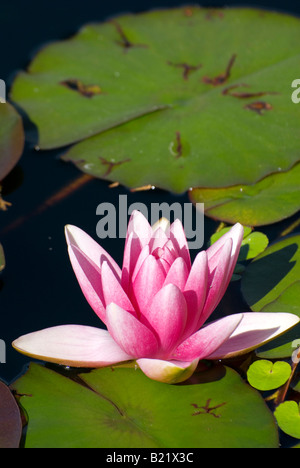 Seerose Blume im Teich Stockfoto