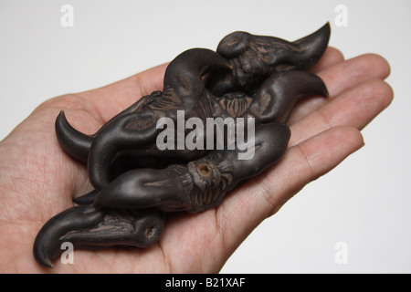 Hand, die Bull Nutstrapa bicornis Stockfoto