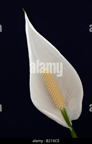 Weiße Spathiphyllum Peace Lily Blume auf schwarzem Hintergrund Nahaufnahme Detailanzeige Vorderansicht niemand niemand niemand niemand vertikal Hi-res Stockfoto