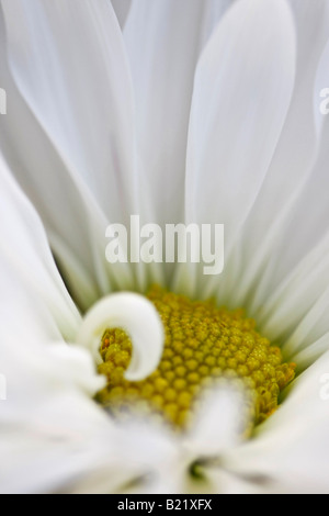 Einzelne weiße Daisy Blume Nahaufnahme Nahaufnahme Blumenhintergrund niemand vertikal in den USA USA Hi-res Stockfoto