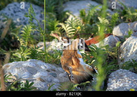 Killdeer Verteidigung Taktik im Nistplatz in Colnel Samuel Smith Park, Toronto, Kanada Stockfoto