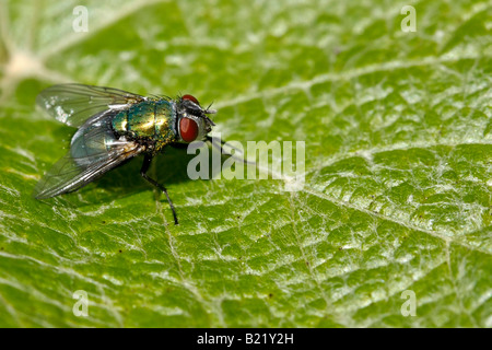 Lucilia sericata sitzt auf einem grünen Blatt Bilder Fotos Fotografie von oben oben Verkauf auf alamy horizontal in USA US hochauflösend Stockfoto